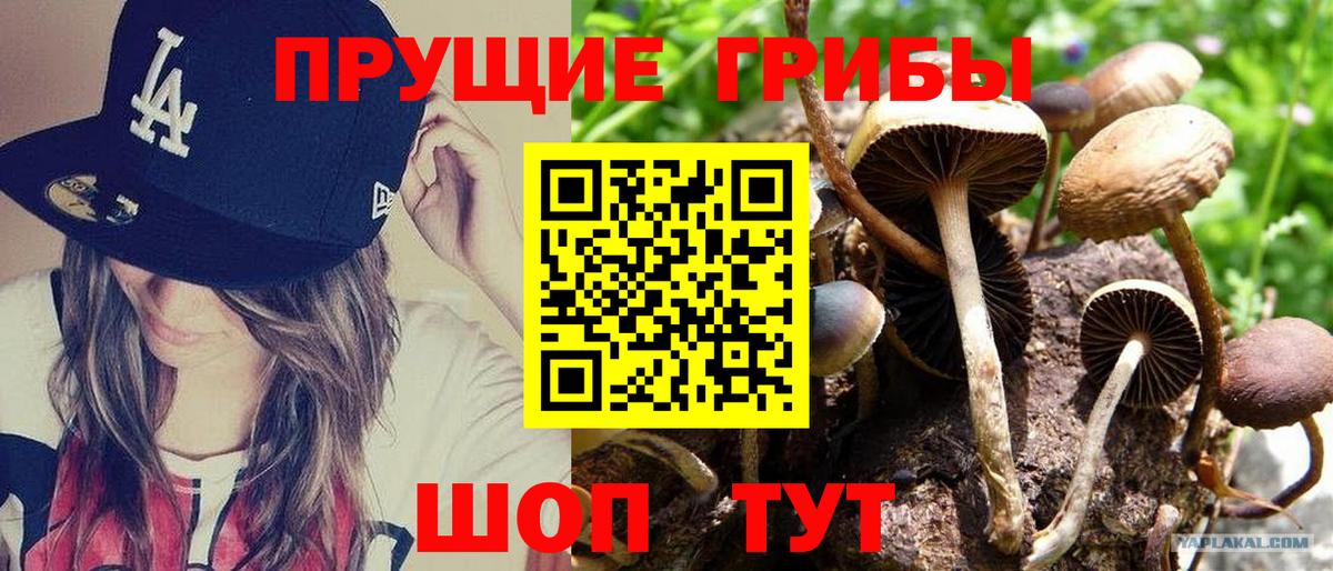 Псилоцибиновые грибы GOLDEN TEACHER  Вход с VPN  Псилоцибиновые грибы ЛСД  Нижнеудинск 